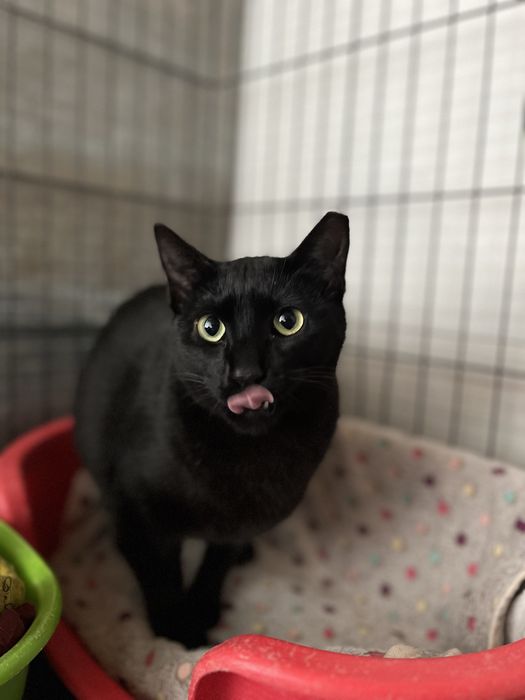 Princesa- A gatinha do rabo cortado!