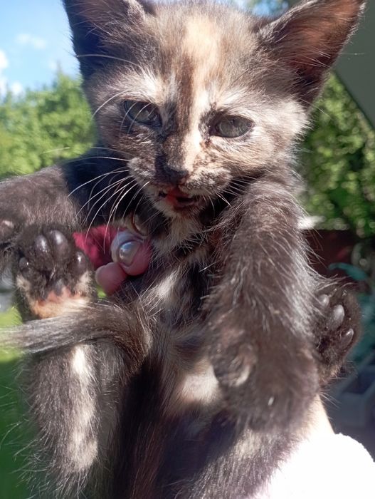 Котята в добрі руки