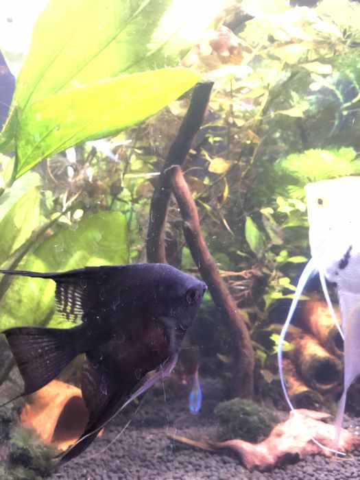 Sprzedam dorosłe zdrowe skalary