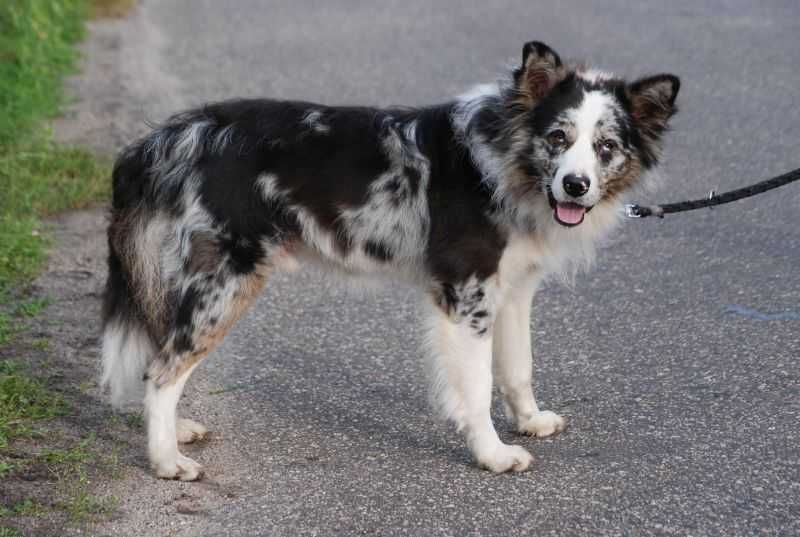 Suczka Border Collie / czekoladowo -biała