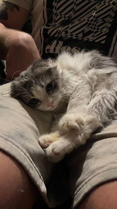 Ищет дом вислоухий