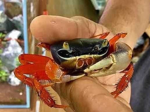 Крабы радужный кардисома самые карликовые раки креветки фильтраторы