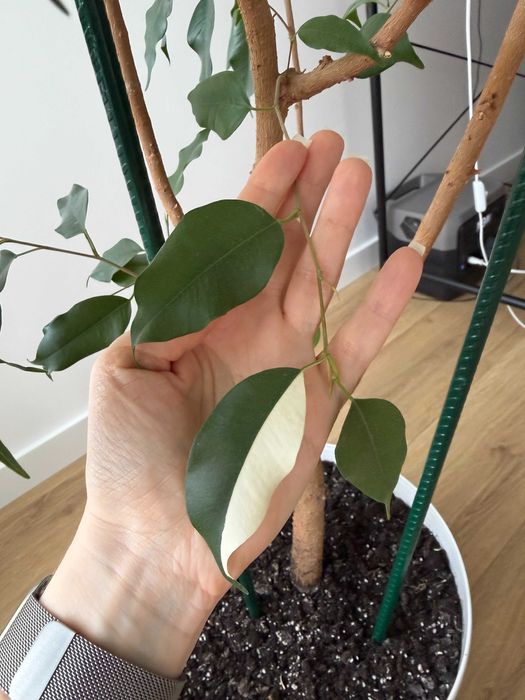 Фікус Бенджаміна 155см