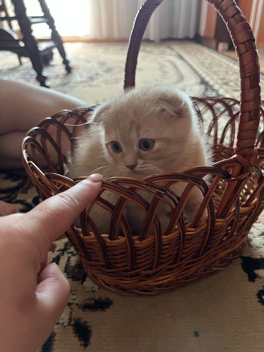 Чарівні кошенята шукають люблячу родину!