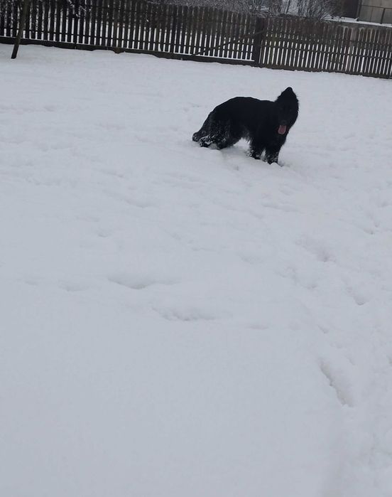 Owczarek niemiecki czarna suczka