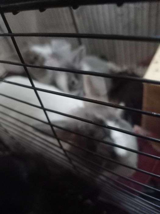 Oddam małe króliczki i jeden duży w dobre ręce