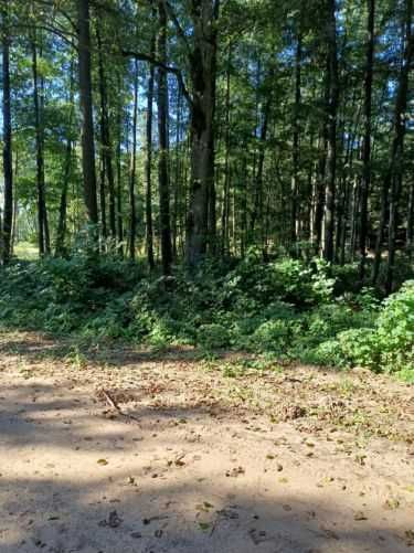 Sprzedam olchę tartaczną na pniu w korzystnej cenie.