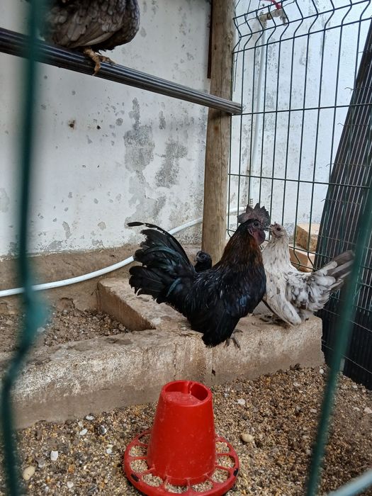 Galinhas Nagasaki [The black face]