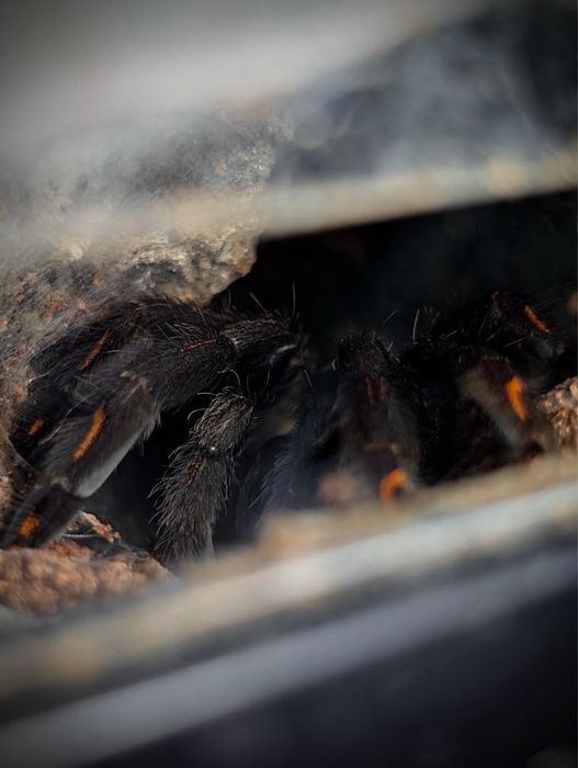 Terrarium + Psalmopeus irminia 3,5DC ptasznik pająk