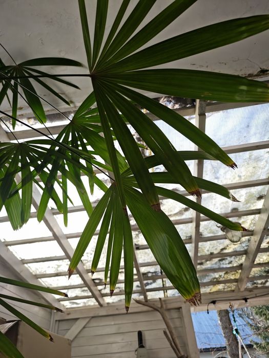 Rapis wyniosły, Rhapis excelsa, Palma biczowa