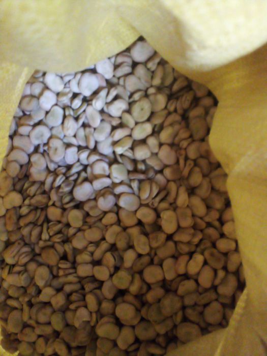 Sprzedam Nasiona bobu