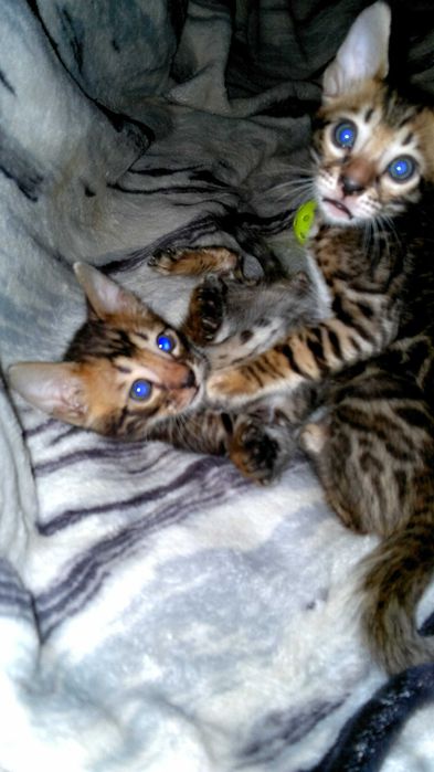 Бенгальські кошенятка в яскравих шубках