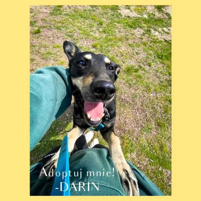 Darin - przyjaciel na dobre i na złe