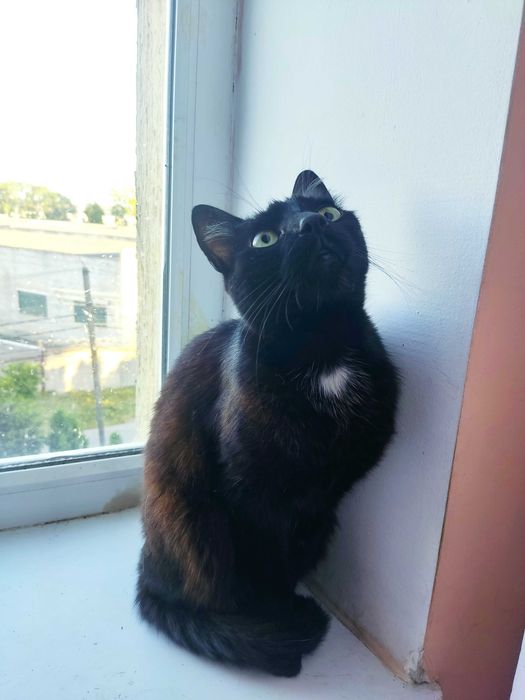 Молоденький котик красунчик шукає дім