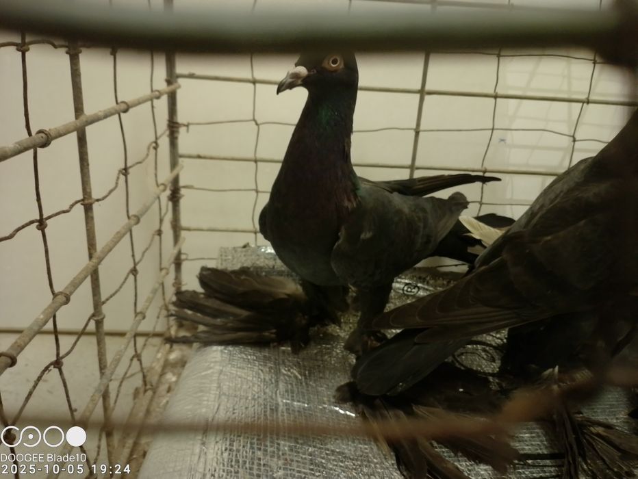 Gołębie bociany i nie tylko