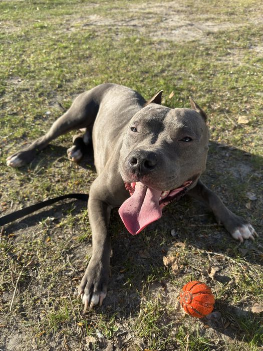 Вʼязка Стафф,Амстафф, Американський стаффордширський тер'є,вʼязка