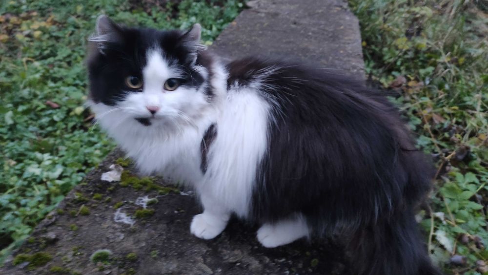 Чорно-біла кішечка шукає дім