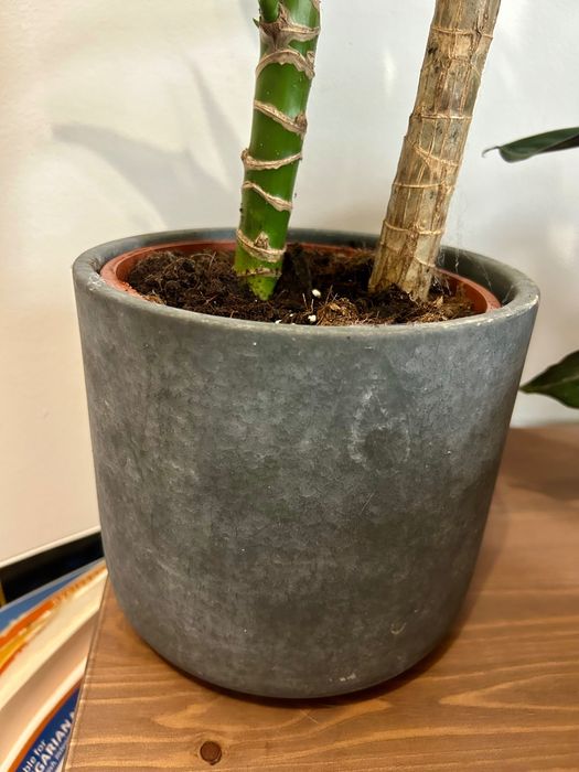 Planta dracaena fragrans dupla + vaso cerâmica