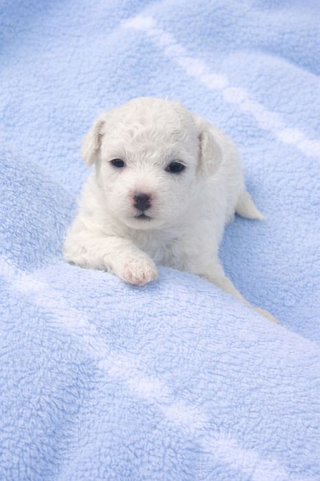 Śliczny szczeniaczek bichon Frise