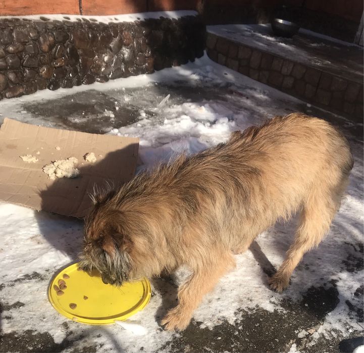 Бездомный малыш ищет родной дом