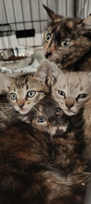 Gatinhos bebés para adoção responsável