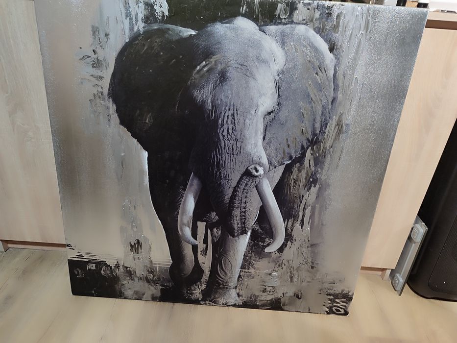 obraz słoń 100x100 duży