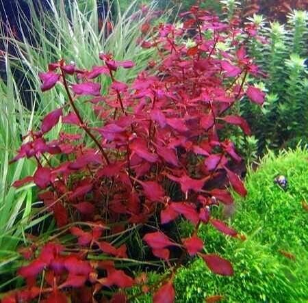 Ludwiga mini super red