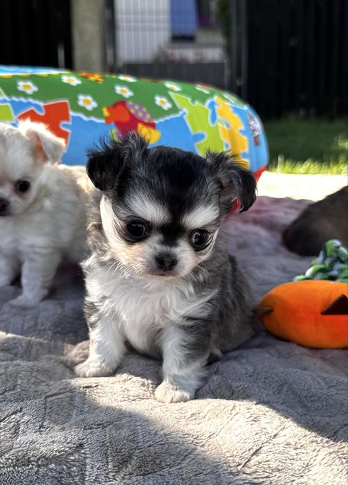 Zjawiskowy husky chłopczyk chihuahua ZKwP/FCI