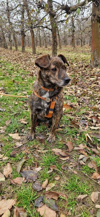 Mały piesek Cukierek szuka domu