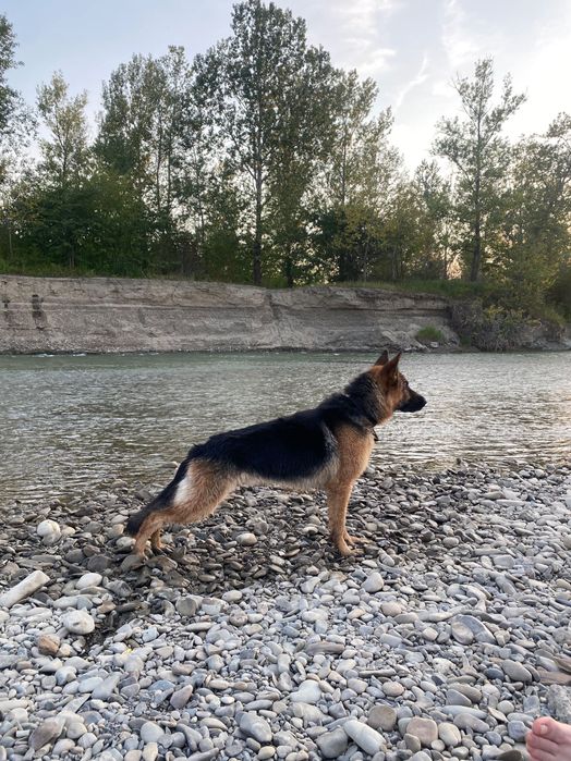 Кобель Німецька вівчарка на вʼязку
