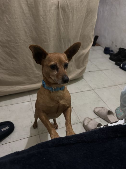 Tenho pincher para quem quiser adotar