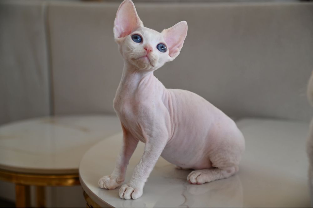 Kocurek Pixel Devon Rex