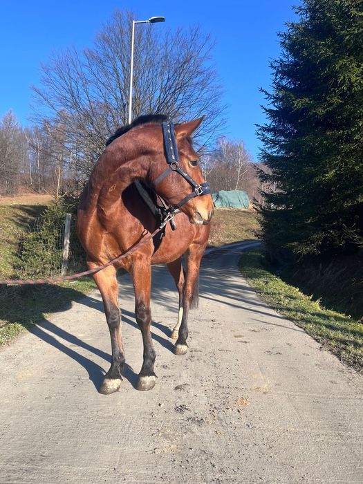 Redukcja stada !! AQH/Ślązak klacz 3 letnia