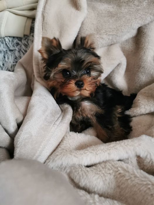 Yorkshire terrier piesek szczeniak