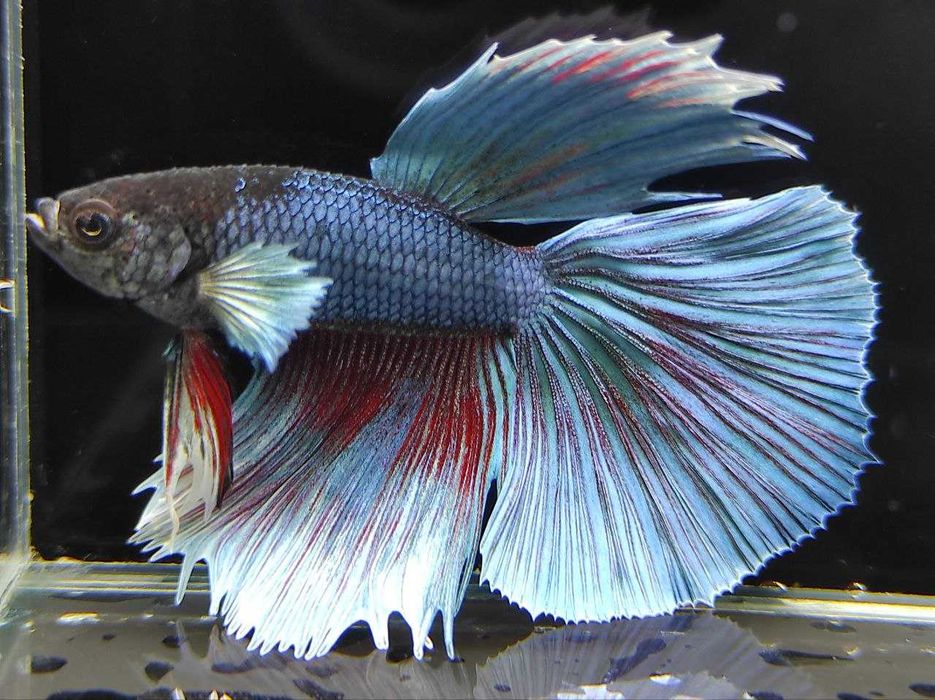 Петушки, півники, акваріумні рибки