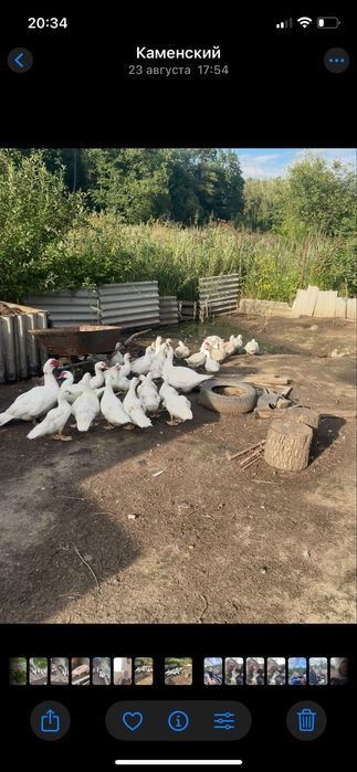 Індокачки мускусні качки