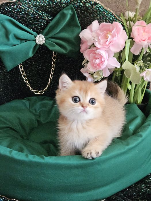 Золотая британская шиншилла кот котята котик хлопчик кіт