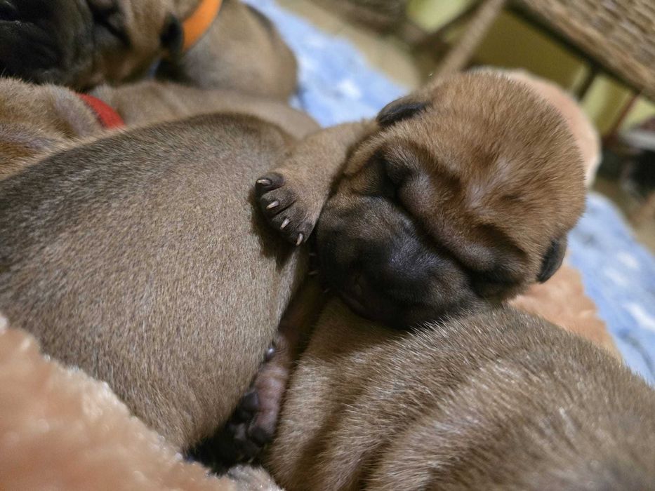 Shar Pei – suczka w klasycznym umaszczeniu | Revok Box (FCI)