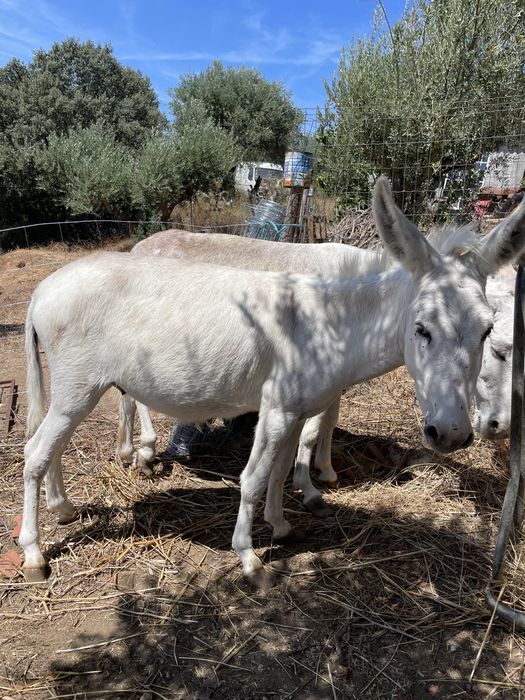 Burros machos