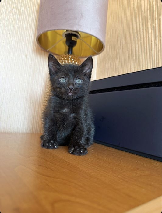 Выбери меня !) Киев,доставка