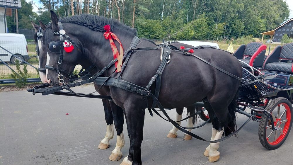 Ogier śląski Idalgo