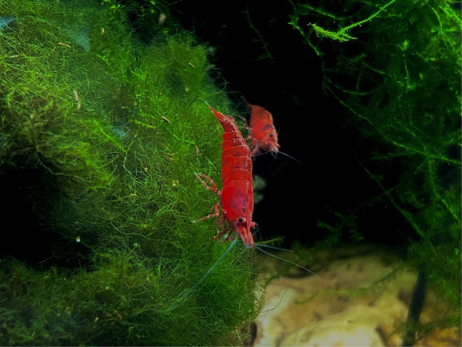 Neocaridinas Vermelhas