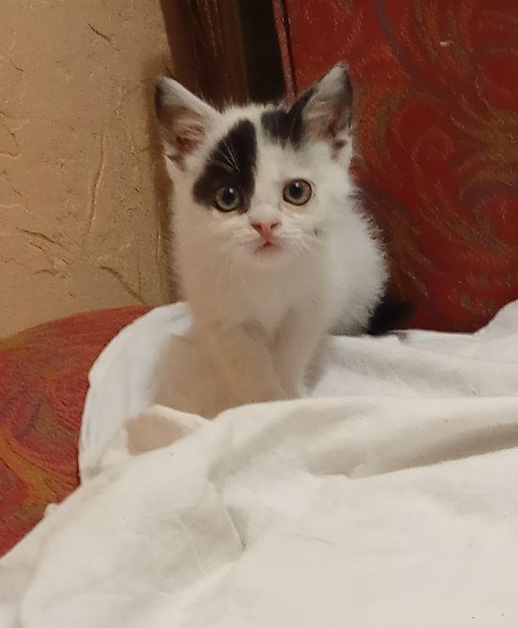 Кото - сім'я безкоштовно