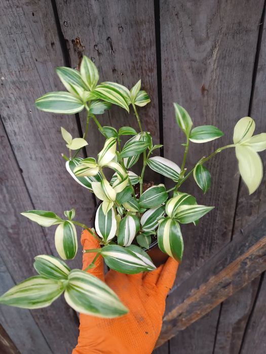 Trzykrotka yellow hill