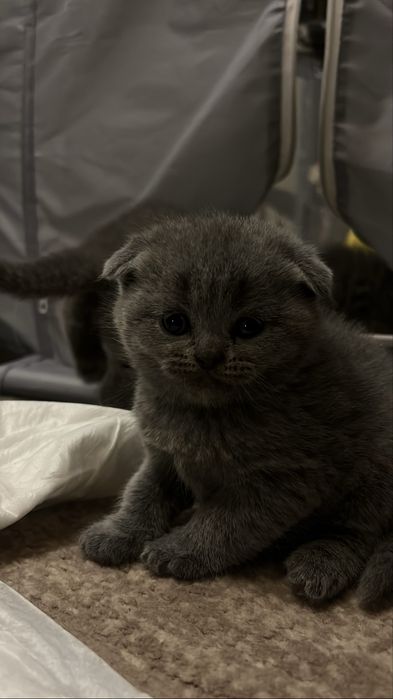 Британські котики