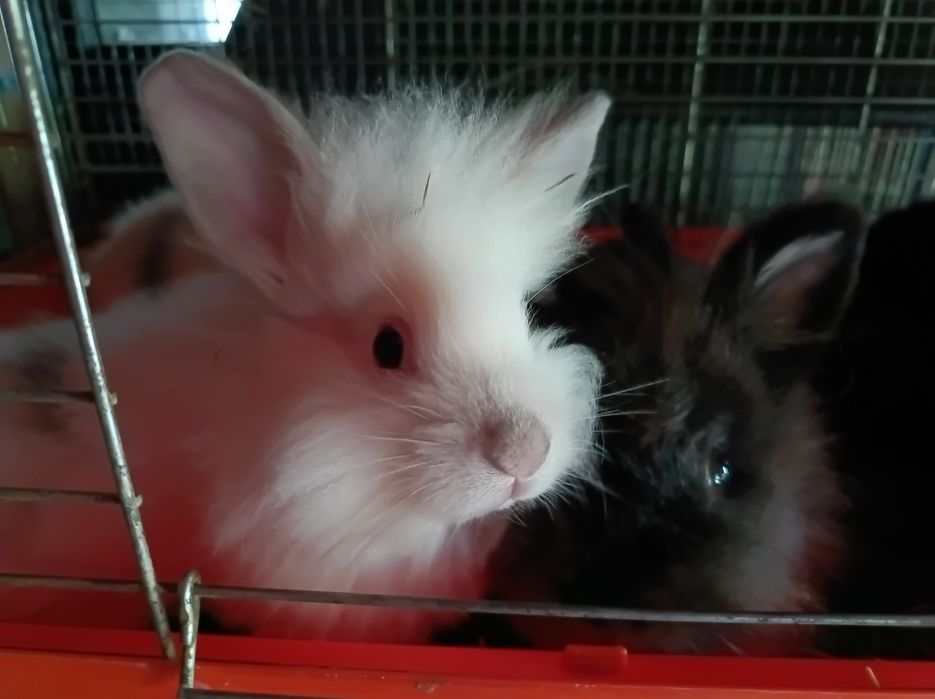 Króliczki miniaturki poszukują nowego domu