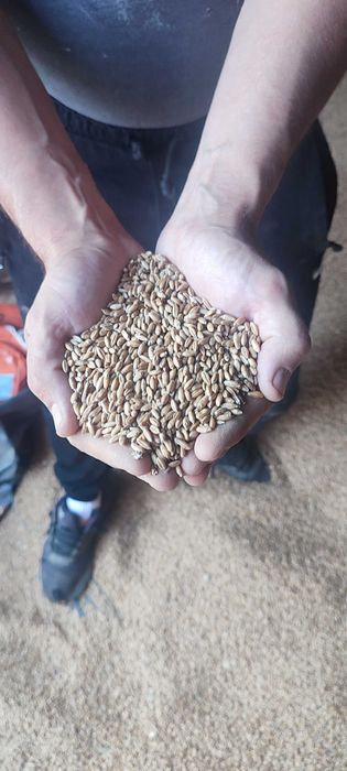 Przenżyto ozime Tributo