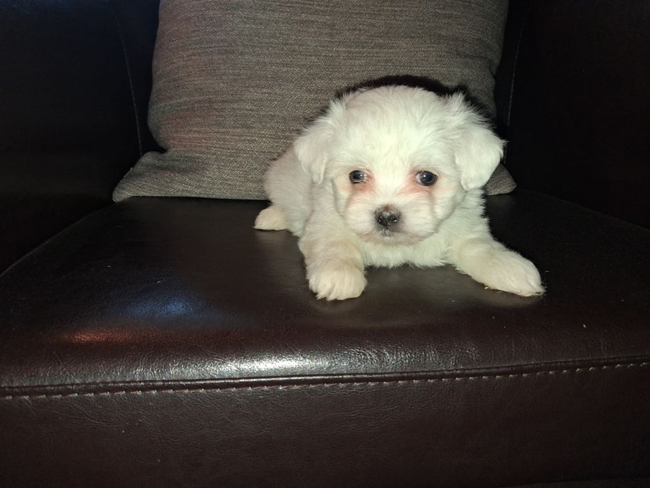 Bichon maltês macho