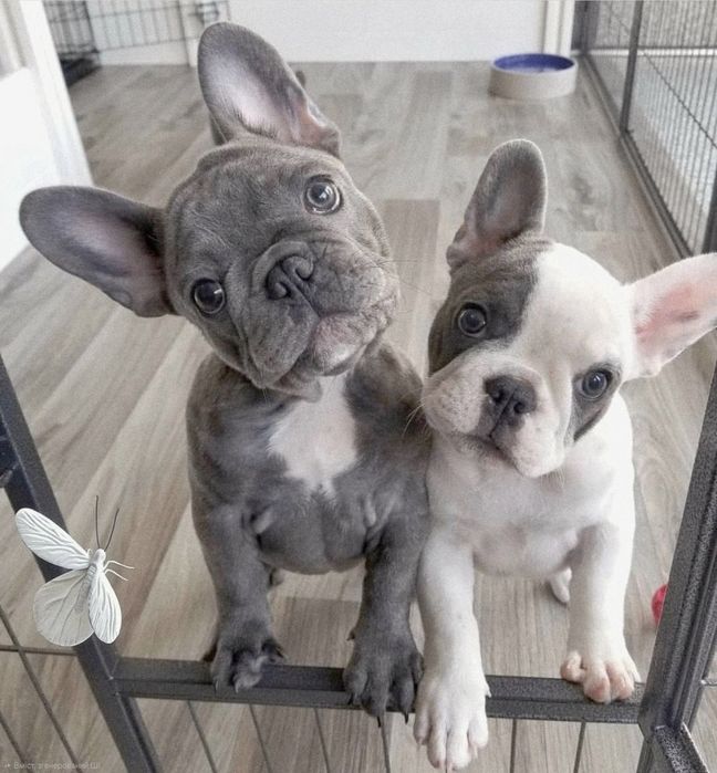 Французький буля цуценята