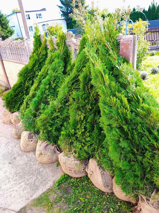 Tuja szmaragd Kopana 100cm-170cm